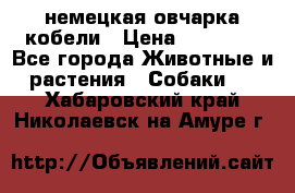 немецкая овчарка кобели › Цена ­ 25 000 - Все города Животные и растения » Собаки   . Хабаровский край,Николаевск-на-Амуре г.